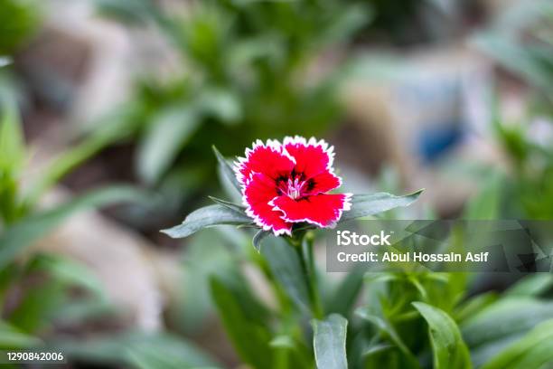 Red Bloomed Dianthus Chinensis Flower With Green Leaves In The Garden Close Up Shot Stock Photo - Download Image Now