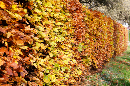 Beech leaves turn to all sorts of colours in autumn, from deep coppery bronze to deep purplish-red. Here there is a graduation through yellow to cinnamon brown, as autumn runs its chilling fingers through this copper beech hedge.