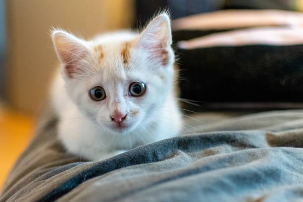 istock pet animal: portrait of alley kitten 1290842736
