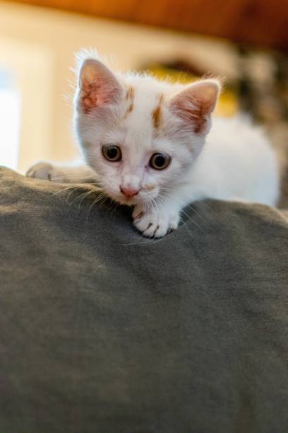 istock pet animal: portrait of alley kitten 1290842772