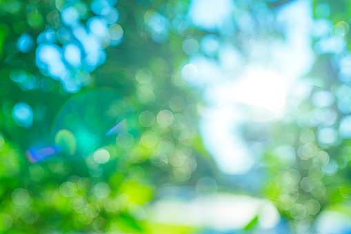 Green and yellow defocused lush foliage with bokeh, sun rays and lens flare background. High resolution 42Mp outdoors digital capture taken with SONY A7rII and Zeiss Batis 40mm F2.0 CF lens