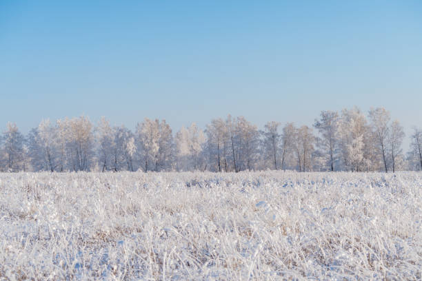 istock Snow covered winter field with trees. Winter landscape. 1290844795