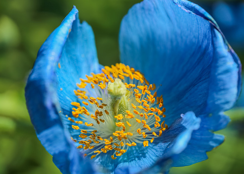 Blooming blue poppy Meconopsis Grandis on the green background, closeup