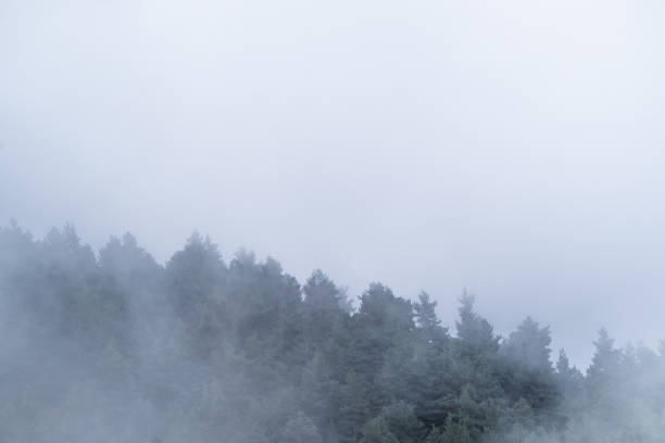 istock Fir and pine panoramic landscape with dense white fog. Winter nature background with blank space for copy space. 1290846082