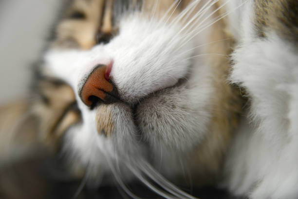 istock Portrait of beautiful tabby cat 1290846956