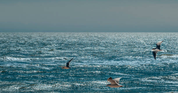 istock Sea gulls flying under stormy sea 1290847091