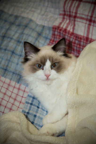 istock Young beautiful purebred Ragdoll cat at home 1290847118