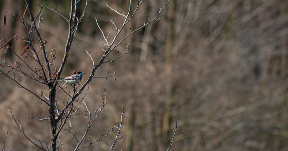 a small bird sitting on a spring tree with no leaves on blurry forrest background