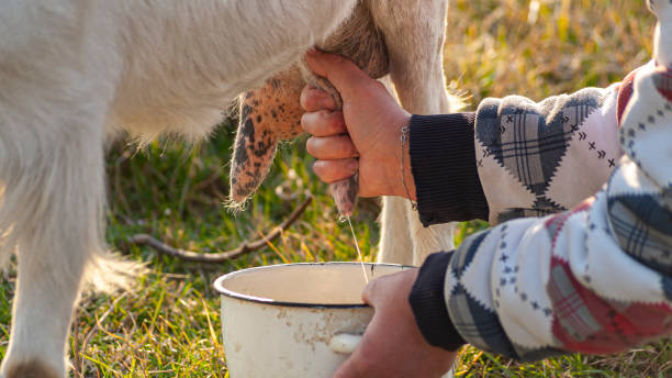 mains de femme traire une chèvre dans le pré - goat hoofed mammal living organism nature photos et images de collection
