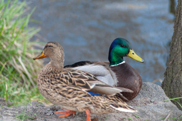 istock Duck and drake, back to back, on the lake bang 1290847196