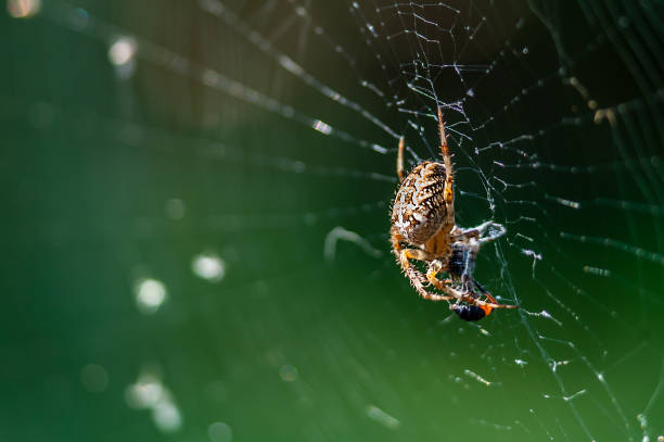 istock Spooky big spider close up with cached fly by the web on blurry green or garden background 1290848985