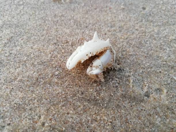 istock Crab shell with sand particles closeup view in a beach 1290850570