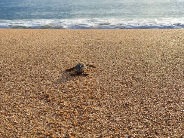 istock Baby turtle rushes to the sea on an empty beach 1290851874