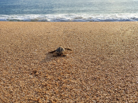 Turtle run towards the ocean after leaving her egg.