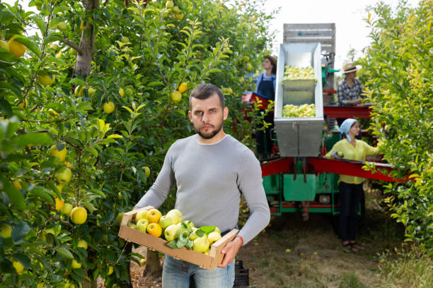 istock Portrait of confident man with box of apples. Workers collecting boxes in the sorting platform 1290852414
