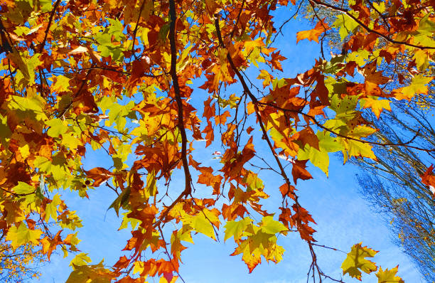 istock Autumn maple leaves tree with orange, yellow, red and brown colo 1290853487