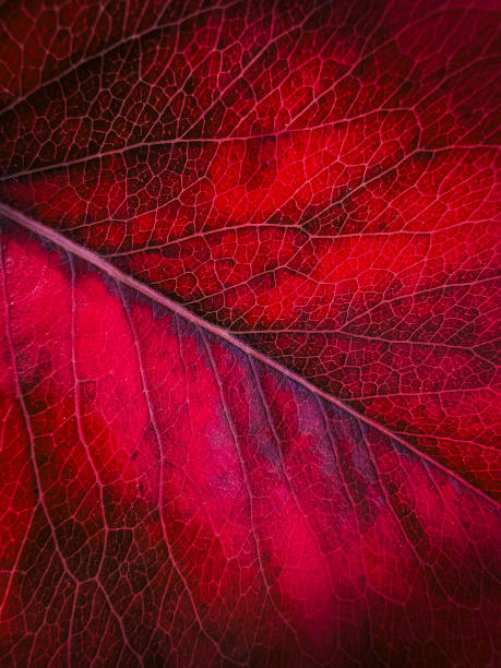 istock Autumn red leaf. Close up view of fall leaf. Macro abstract background with colored leaves texture and copy space. 1290853793