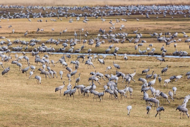 Flock of Cranes on a field in spring