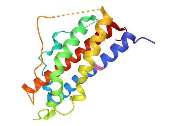 istock Crystal structure of human placental lactogen, 3D cartoon isolatedmodel 1290857387