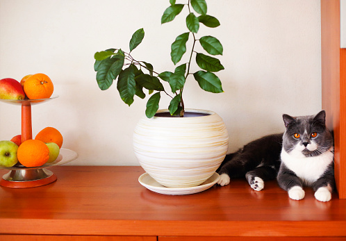 Cute calm fluffy cat resting on wooden shelf near green plant in white ceramic pot and vase with fresh fruits in cozy room