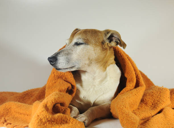 istock cute old dog falls asleep in an orange blanket 1290859491