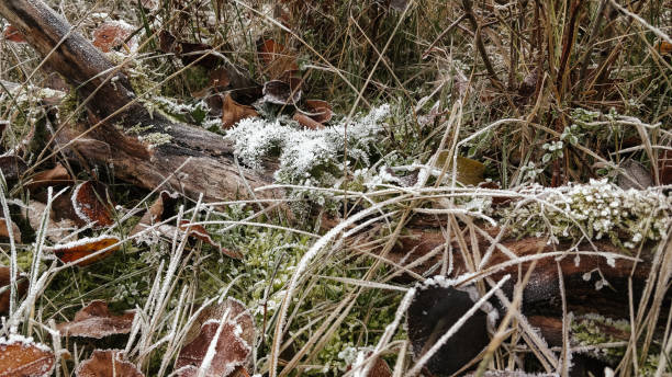 istock frozen field in winter change of seasons 1290860161