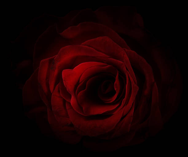 istock Organic roses showing scars an natural errors from growing without pesticides and human manipulation 1290861209