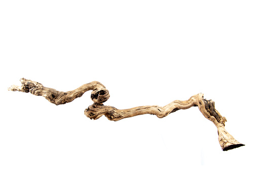 Curved driftwood isolated on white background with much copyspace