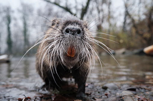 Sea otter posing in the water in Alaska, Prince Edward Island, Canada