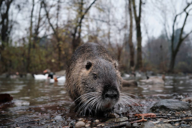 coypu - nutria rodent beaver water imagens e fotografias de stock