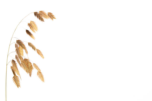Chasmanthium latifolium or wood oats isolated on white background with copy space, also called Nordseehafer