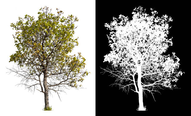 isolated big tree on white background with clipping path isolated tree on white background with brush design plant png photos stock pictures, royalty-free photos & images