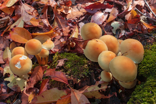 Group of Hypholoma fasciculare mushrooms (commonly known as the sulphur tuft or clustered woodlover) on a tree trunk among leaves