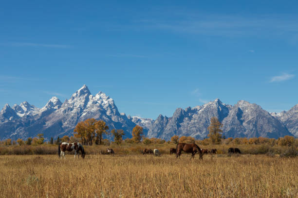 istock Teton Landscape with Horses in Autumn 1290865074
