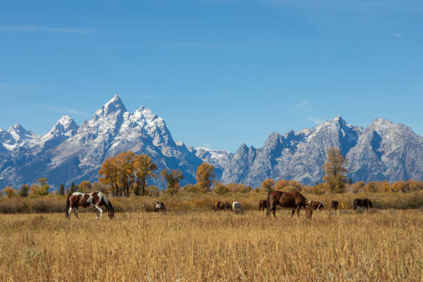 istock Teton Landscape with Horses in Autumn 1290865145