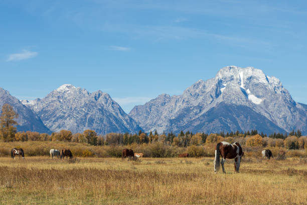 istock Teton Landscape with Horses in Autumn 1290865146