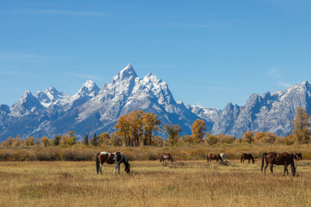 istock Teton Landscape with Horses in Autumn 1290865672