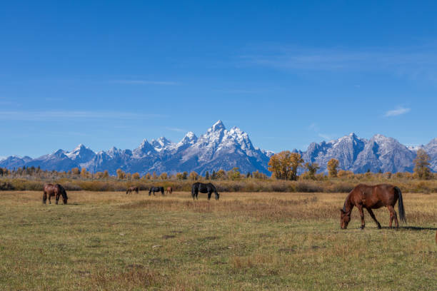 istock Teton Landscape with Horses in Autumn 1290865689