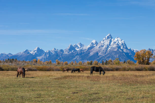 istock Teton Landscape with Horses in Autumn 1290865691