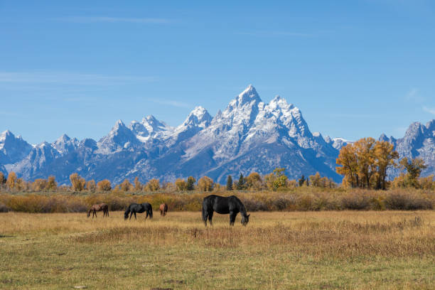 istock Teton Landscape with Horses in Autumn 1290865708