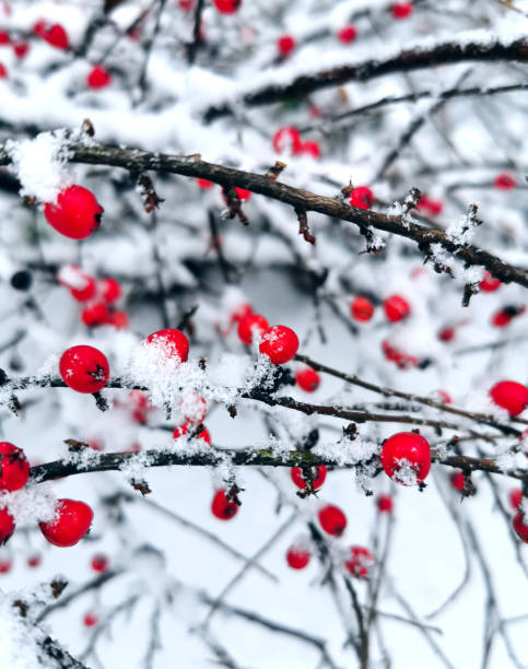 istock Red berries covered with freshly fallen snow on a winter morning 1290866301