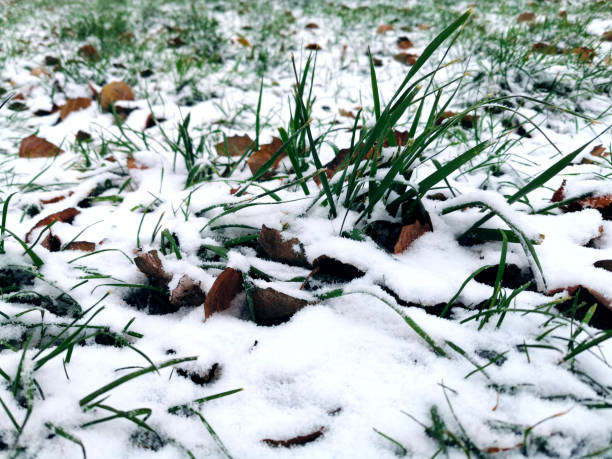 istock First snow on autumn leaves and green grass 1290866305