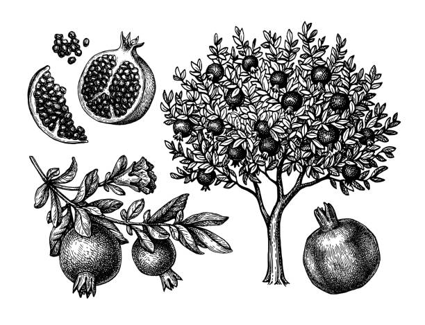 Pomegranate tree Ink sketch. Pomegranate set. Tree, branch, fruits and seeds. Ink sketch collection isolated on white background. Hand drawn vector illustration. Retro style. pomegranate tree stock illustrations