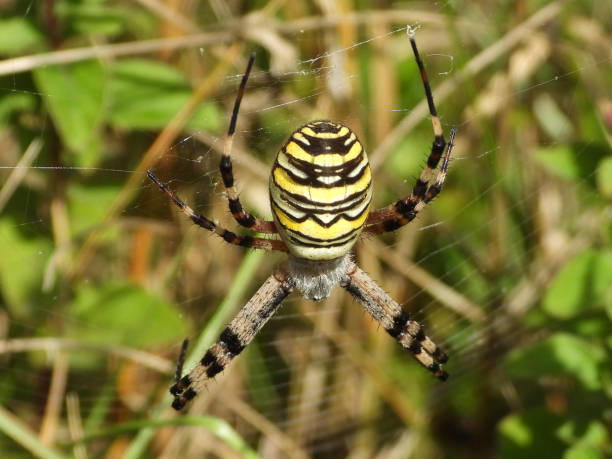 istock Fasciated Argiope --- Argiope Hornet (Argiope bruennichi) 1290866503
