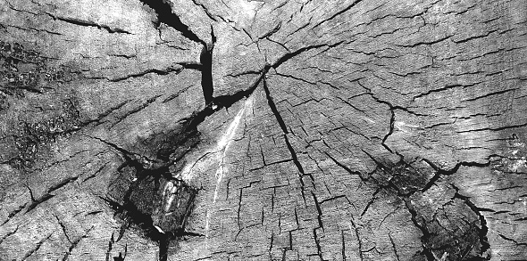 Stump with deep and wide cracks. Cut surface of dry wood . View from above. Selective focus. Copy space.