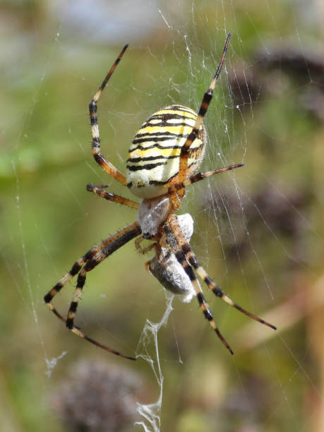 istock Fasciated Argiope --- Argiope Hornet (Argiope bruennichi) 1290867327