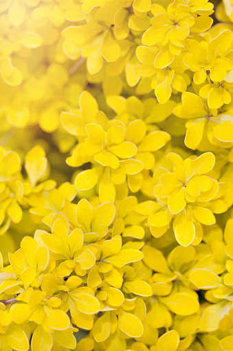 Color of the year 2021 illuminating yellow background made of fresh tiny leaves. Abstract leaves texture, summer or spring vivid natural botanical background. Illuminating bright toned picture.