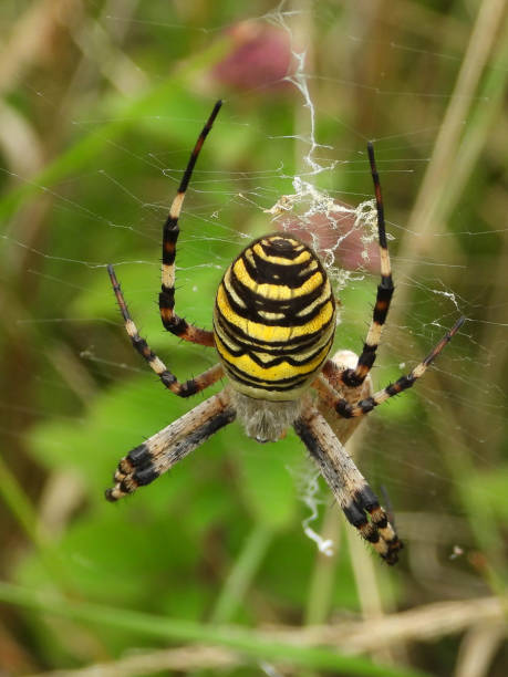 istock Fasciated Argiope --- Argiope Hornet (Argiope bruennichi) 1290869594