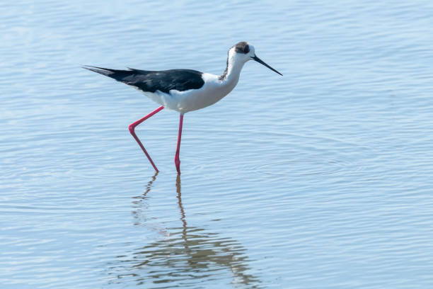istock Black Winged Stilt in Water (Himantopus himantopus) Wader Bird Stilt 1290870446