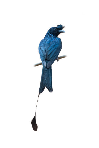 istock Greater Racquet-tailed Drongo perching on a perch isolated on white background 1290870591
